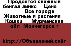 Продается снежный бенгал(линкс) › Цена ­ 25 000 - Все города Животные и растения » Кошки   . Мурманская обл.,Мончегорск г.